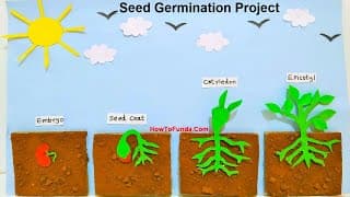 seed germination (plant growth ) model 3d making | science project