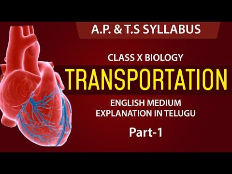Transportation | Human Circulatory System
