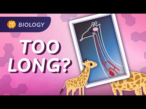 Intro to Evolution: What We Can Learn From a Giraffe's Neck: Crash Course Biology #11