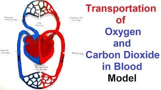 Oxygen and carbon dioxide transport model using cardboard | biology | science project