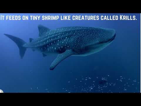 Do You Know Which Is The Biggest Animal And The Largest Flower In The World?