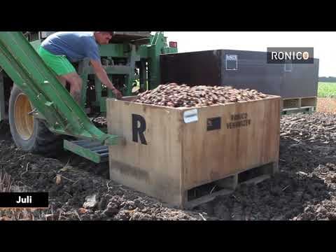 The Story of the Tulips, from bulbs to flowers and back