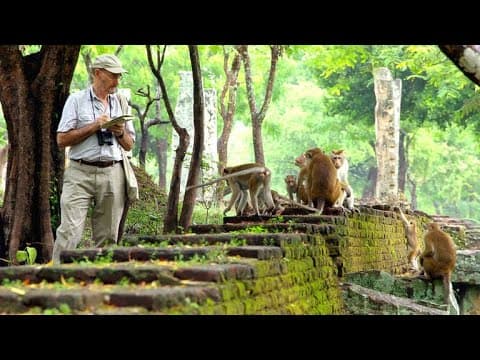 This Scientist Has Been Studying Monkeys for Over 50 Years