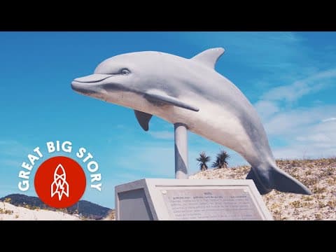 Fishing alongside dolphins off the coast of brazil