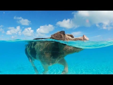 The wonderful world of woodpecker diversity