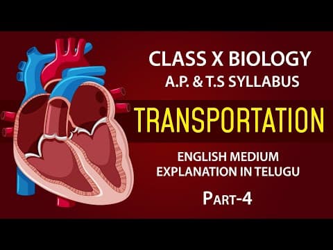 Transportation |Human Circulatory System