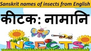 Sanskrit names of insects from English