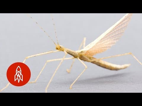 This Pink Winged Stick Insect is Hiding in Plain Sight