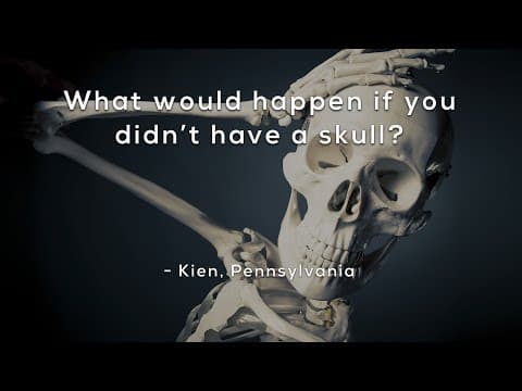 What would happen if you didn't have a skull