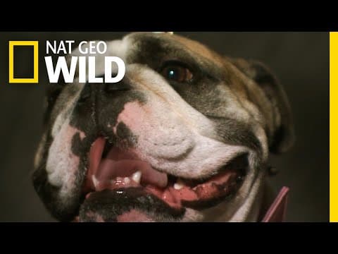 Dogs Change Facial Expression When Humans Pay Attention |