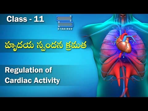 హృదయ స్పందన క్రమత - Regulation of Cardiac Activity | Body Fluids and Circulation