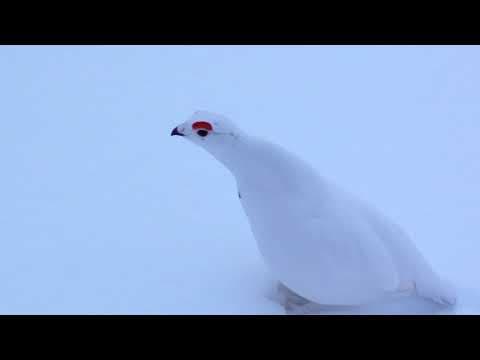 What are invasive species