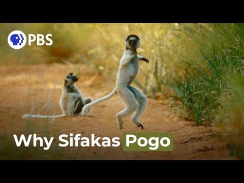 Why do sifakas pogo