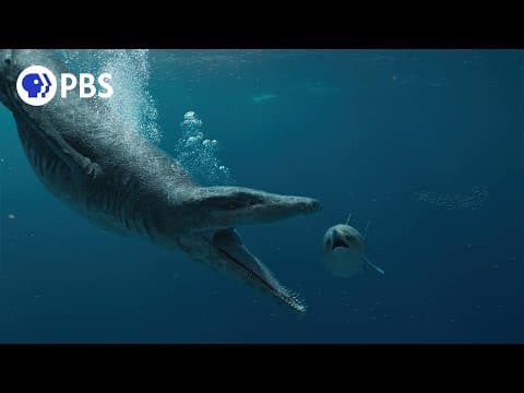 A robot pig meets the swimming pigs of the Bahamas