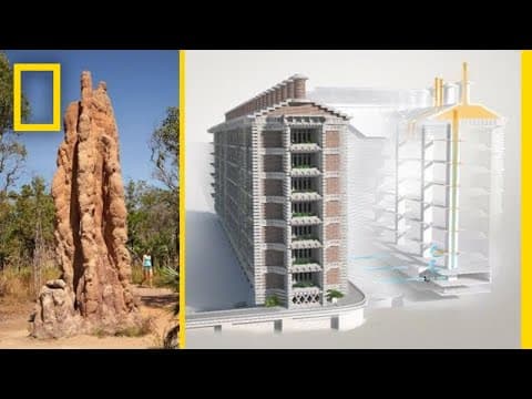 How did termites inspire a building that cools itself.