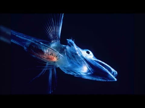 10 Most Recently Discovered Bizarre Animals