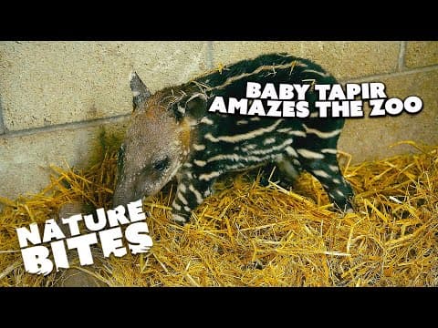 Newborn Tapir at Fota Wildlife Park