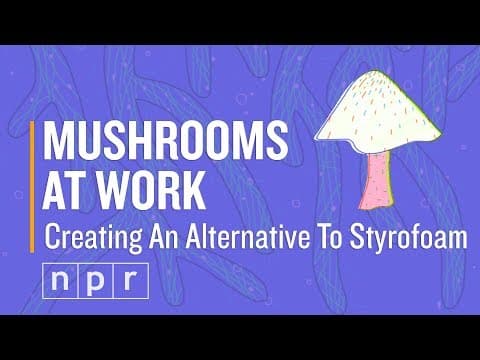 Mycelium packaging, a biodegradable alternative to styrofoam