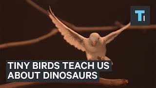 How Tiny Parrots Could Teach Us How Dinosaurs Could Fly