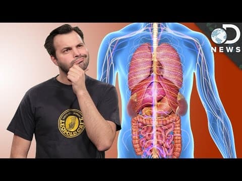 Why Do Some Organs Come In Pairs?