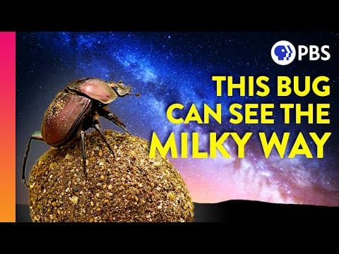 Why Dung Beetles Stare At the Stars | IN OUR NATURE