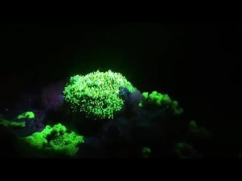 Underwater Fluorescence Disco | Oceans | BBC Earth - YouTube