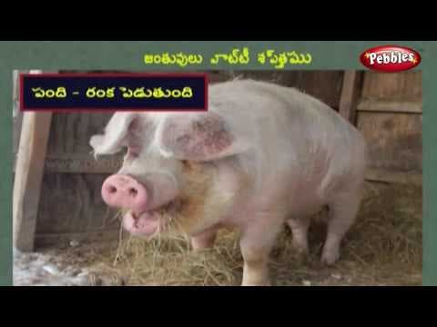 Cries of animals learning video