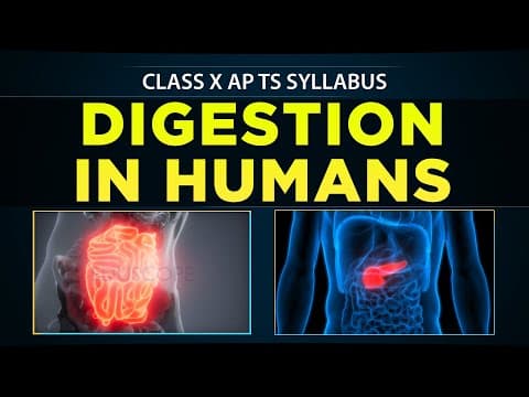 DIGESTION in humans - class 10th biology - 10th science - 10th Human digestive System - Eduscope