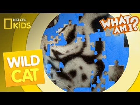 Wild cat - what am i