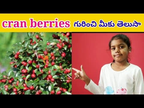 Cran berries - intresting topics - telugu education videos