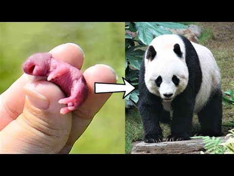 15 Baby Animals That Grow Up To Be Huge