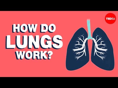 How do lungs work? - emma bryce