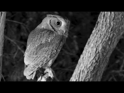 Mapping bears in cities with ecologist Rae Wynn-Grant