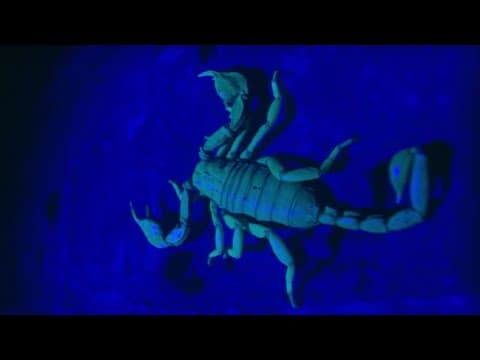 Crayfish Turf Wars | London's Wild Side | BBC Earth