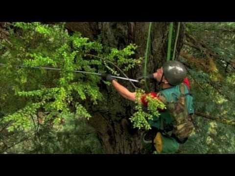 Climbing Redwood Giants - YouTube