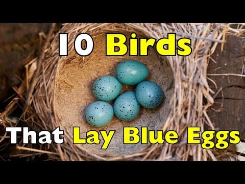 Why Are Some Bird Eggs BLUE? These 10 Birds Explain It