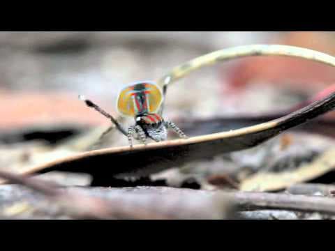Peacock Spider 1 Maratus volans