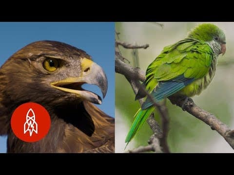 Bird is the word in these 5 stories