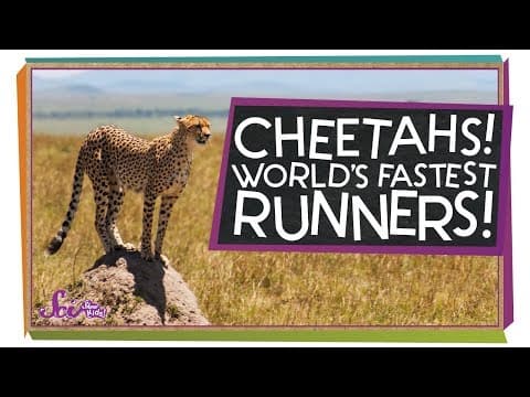 Cheetahs: The Fastest Runners in the World