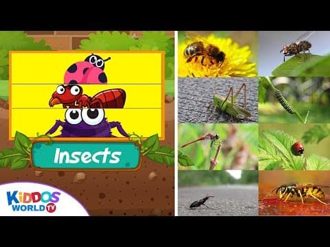 Insect match up puzzlelearn insects names and fun videos for toddlers