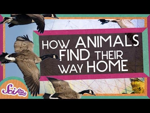 How animals find their way home!