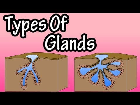 Glands - What Are Glands - Types Of Glands - Merocrine Glands - Apocrine Glands - Holocrine Glands