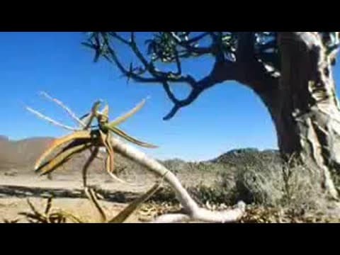 Desert Tree Has Suprising Way of Surviving | David Attenborough