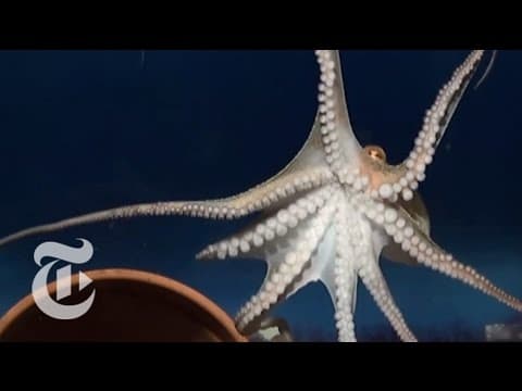 How the Octopus Moves | ScienceTake | The New York Times - YouTube
