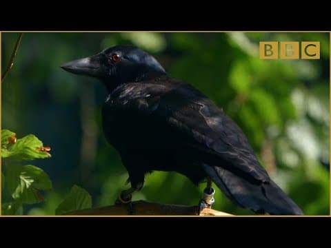Are crows the ultimate problem solvers? - Inside the Animal Mind: Episode 2 - BBC - YouTube