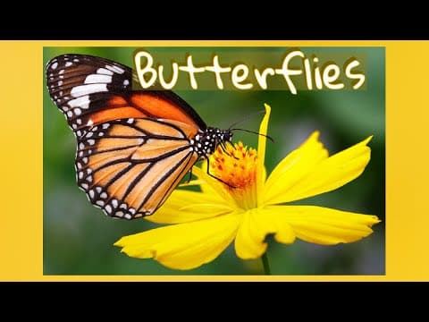 Butterflies! Butterflies for Kids