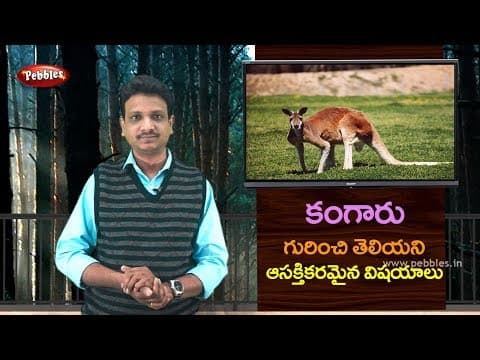 Interest facts about Kangaroo in Telugu | Science fun facts in Telugu