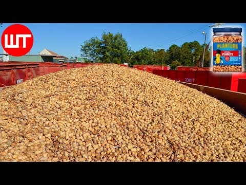 How Peanuts are Made | Peanuts Harvesting and Processing | Food Factory