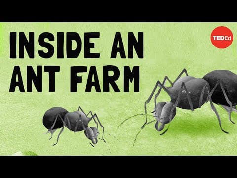 Puke, poop, and tiny cockroaches: How the leafcutter ant queen runs her farm - Charles Wallace - YouTube