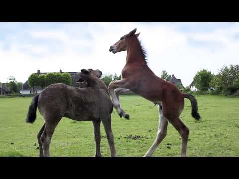 What we can learn from horses